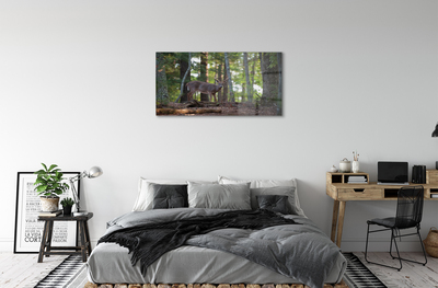 Sklenený obraz jeleň lesný