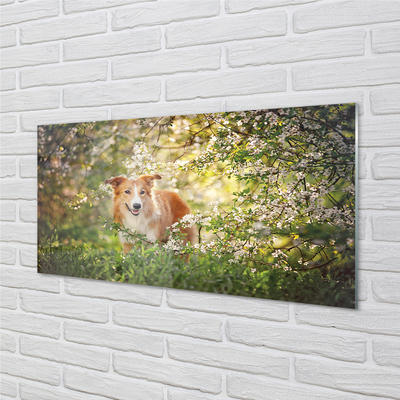 Sklenený obraz Psie lesné kvety