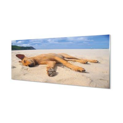 Sklenený obraz Ležiaci pes pláž