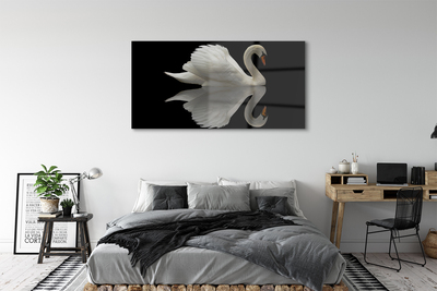 Sklenený obraz Swan v noci