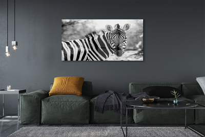 Sklenený obraz retro zebra