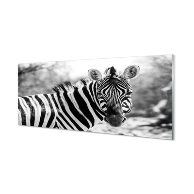 Sklenený obraz retro zebra
