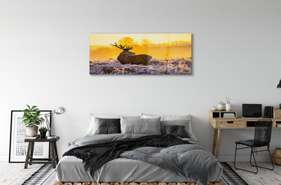Sklenený obraz Jeleň zimné slnko