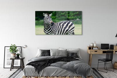 Sklenený obraz Zebra box