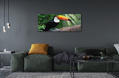 Sklenený obraz Tukan na vetve