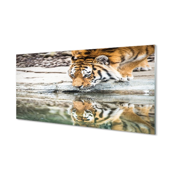 Sklenený obraz tiger pitie