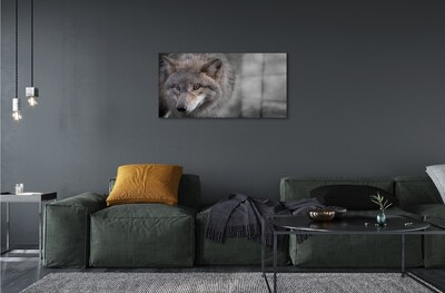 Sklenený obraz vlk