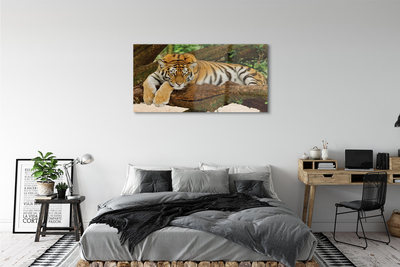 Sklenený obraz tiger tree