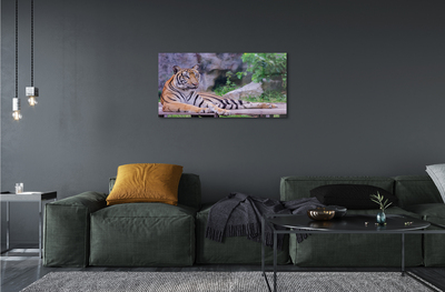 Sklenený obraz Tiger v zoo