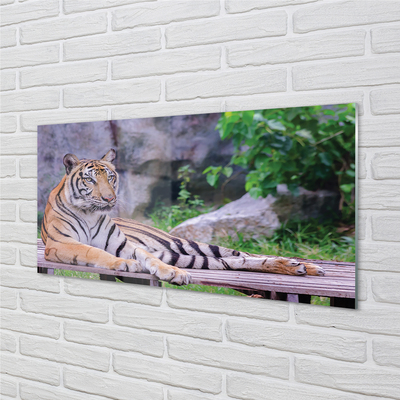 Sklenený obraz Tiger v zoo