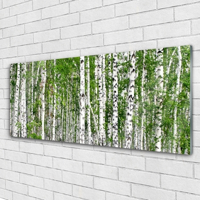 Obraz na skle Breza les stromy príroda