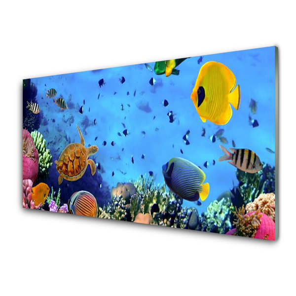 Obraz na skle Koralový útes ryba príroda