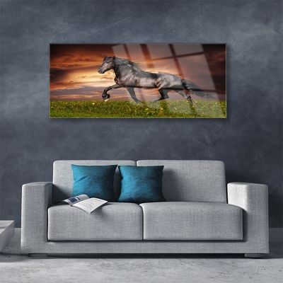Obraz na skle Čierny kôň lúka zvieratá