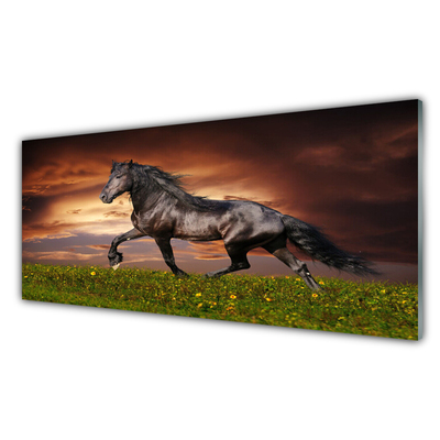 Obraz na skle Čierny kôň lúka zvieratá