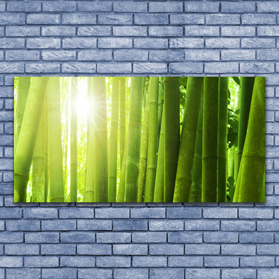 Obraz na skle Bambus rastlina