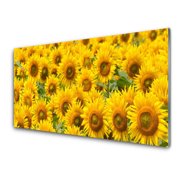 Obraz na skle Slunecznice rastlina
