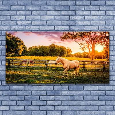 Obraz na skle Kôň lúka zvieratá