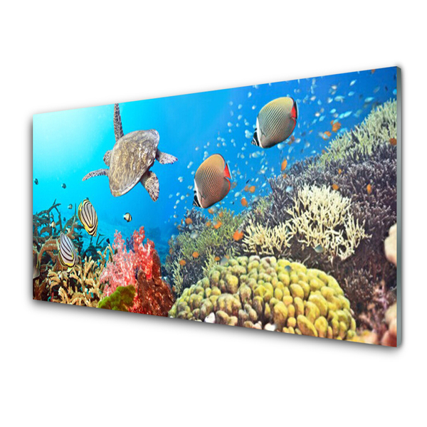 Obraz na skle Koralový útes krajina