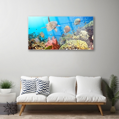 Obraz na skle Koralový útes krajina
