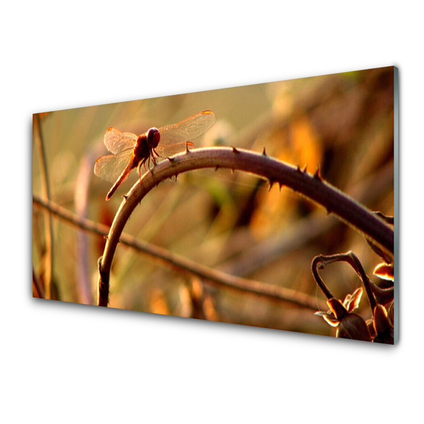 Obraz na skle Vážka príroda rastlina