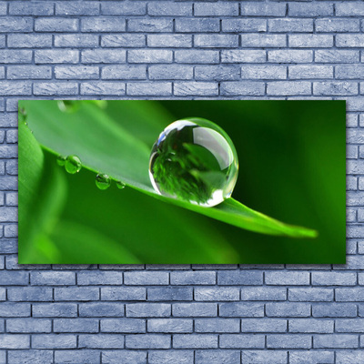 Obraz na skle List voda kvapka rastlina