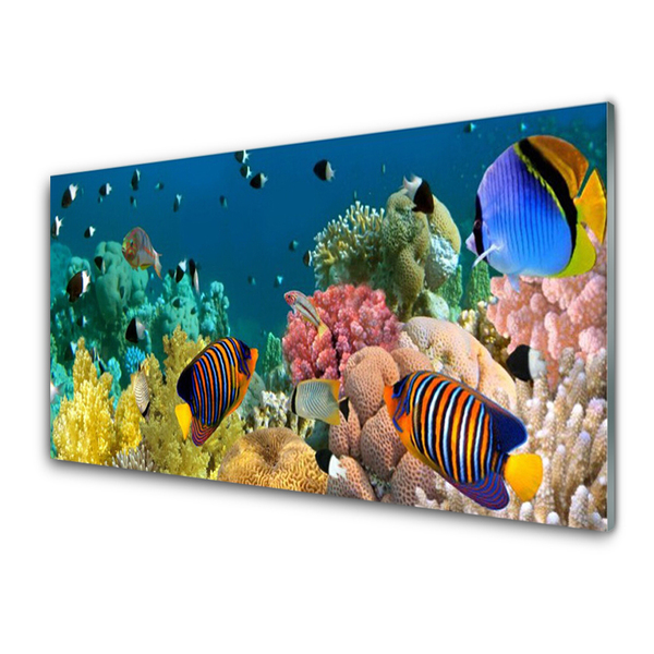 Obraz na skle Koralový útes príroda