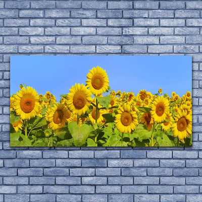 Obraz na skle Slnečnica kvet rastlina