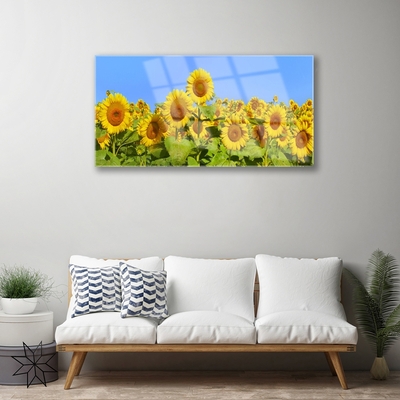 Obraz na skle Slnečnica kvet rastlina