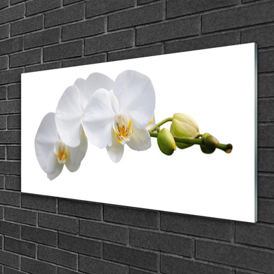 Obraz na skle Kvety rastlina príroda