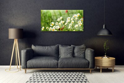 Skleneny obraz Sedmokráska rastlina príroda