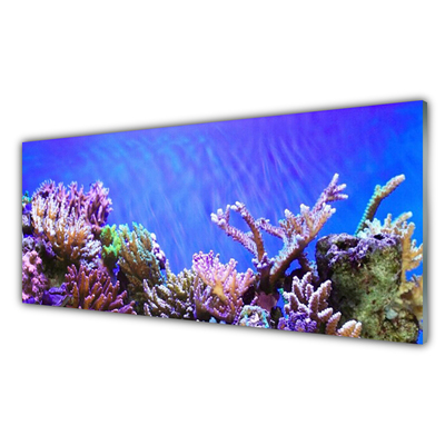 Skleneny obraz Koralový útes príroda