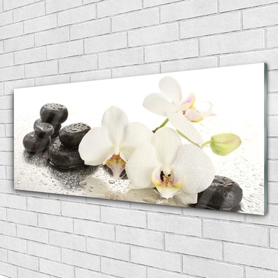 Skleneny obraz Kvet kamene rastlina
