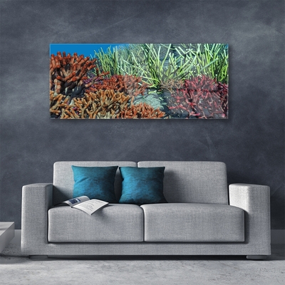 Skleneny obraz Koralový útes príroda