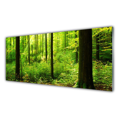 Skleneny obraz Les zeleň stromy príroda