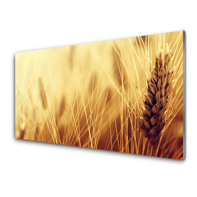 Skleneny obraz Pšenica rastlina príroda