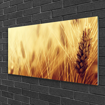 Skleneny obraz Pšenica rastlina príroda