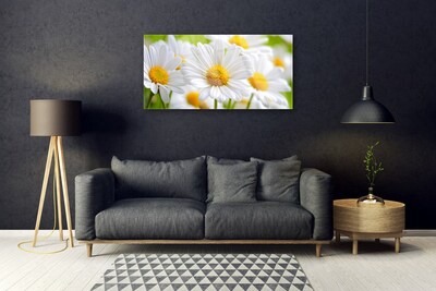 Skleneny obraz Sedmokrásky rastlina príroda