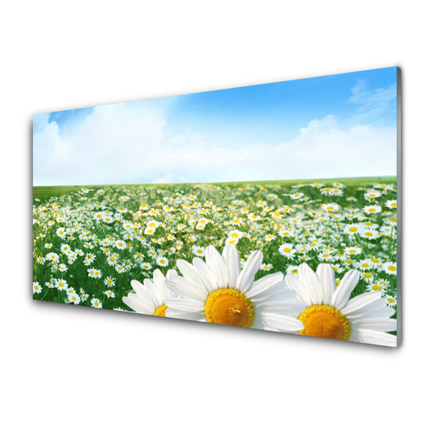 Skleneny obraz Sedmokrásky kvety lúka pole