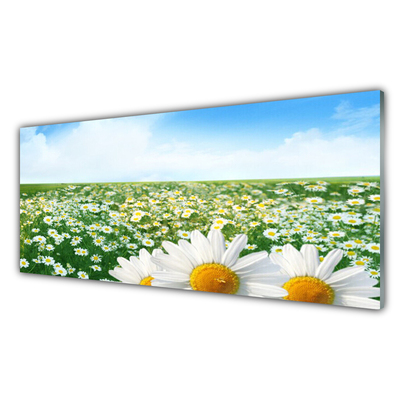 Skleneny obraz Sedmokrásky kvety lúka pole