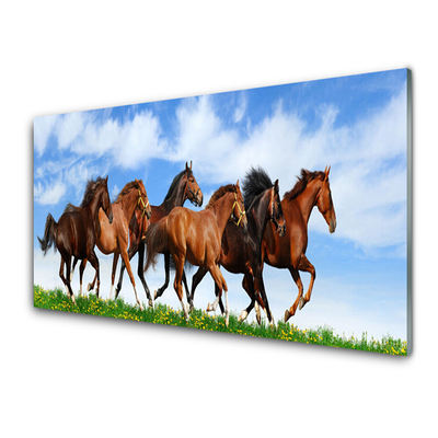 Skleneny obraz Cválajúci kone na pastvine