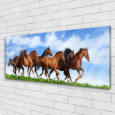 Skleneny obraz Cválajúci kone na pastvine