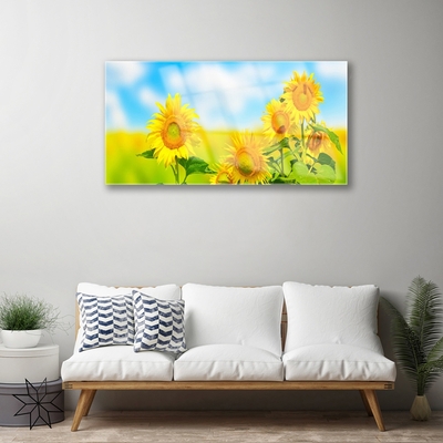 Skleneny obraz Slnečnica kvety príroda