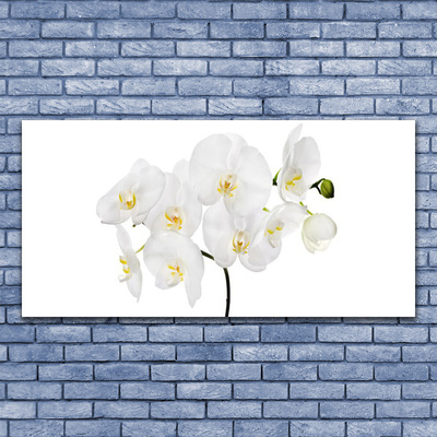 Skleneny obraz Biela orchidea kvety