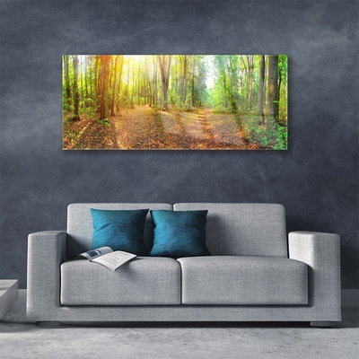 Skleneny obraz Slnko príroda lesné chodník