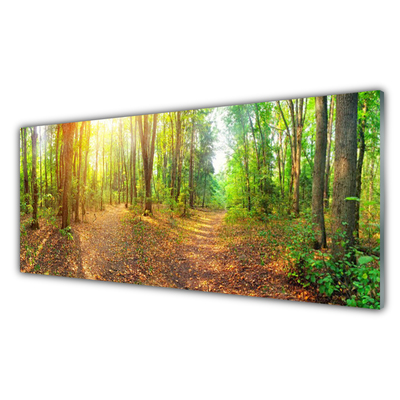 Skleneny obraz Slnko príroda lesné chodník