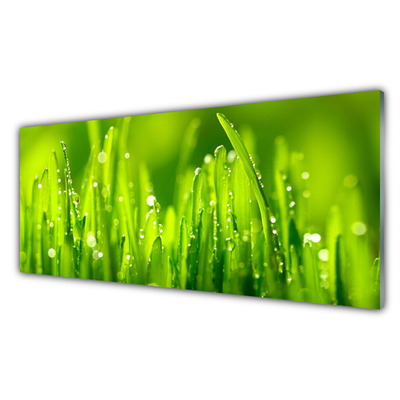 Skleneny obraz Zelená tráva kvapky rosy
