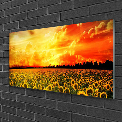 Skleneny obraz Lúka slnečnica kvety