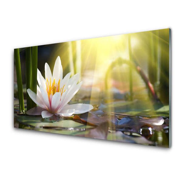 Skleneny obraz Vodné lilie slnko rybník