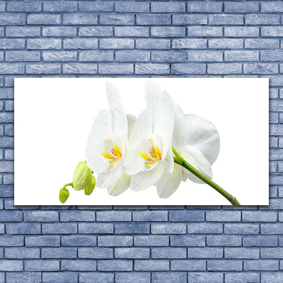 Skleneny obraz Plátky kvet bíla orchidea