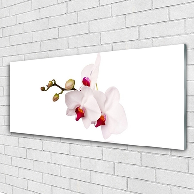 Skleneny obraz Kvety príroda orchidea
